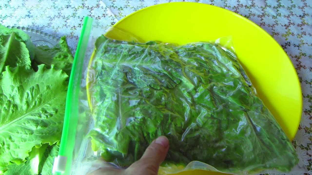 Как сохранить листья салата на зиму в домашних условиях: советы, видео