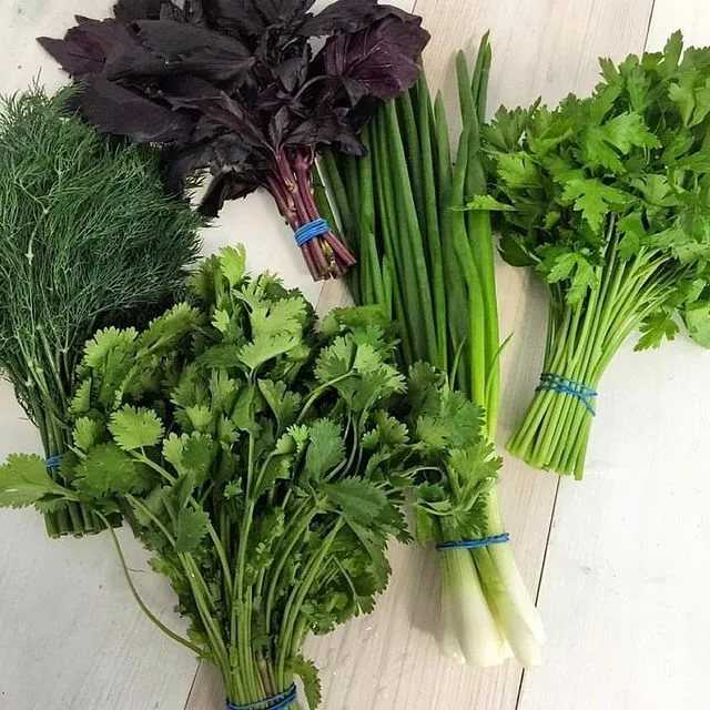Как хранить салатные листья в холодильнике, чтобы они оставались свежими и зелеными, какую тару использовать для хранения салата, чтобы он не желтел и не вял