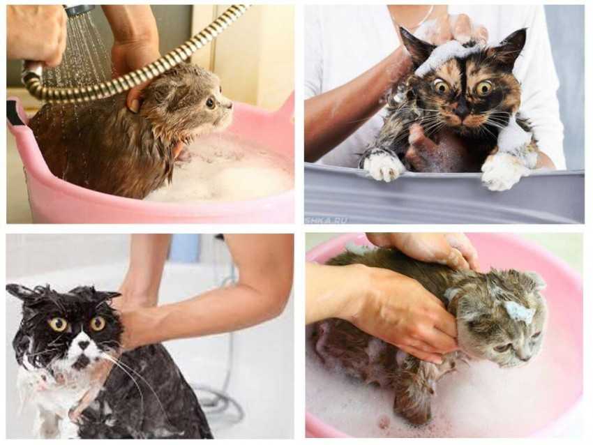 Как правильно очистить кошку и чем — от клея, масла, лизуна