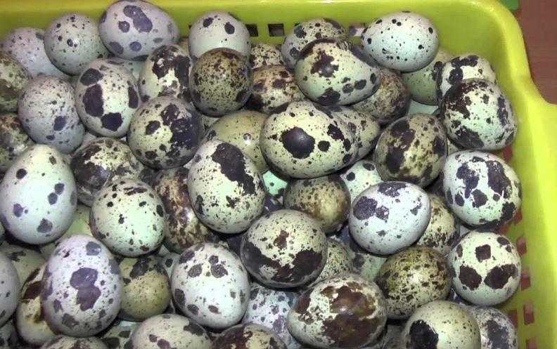 Как правильно хранить перепелиные яйца: сроки и подходящее место, правила выбора свежего продукта, пригодного для хранения