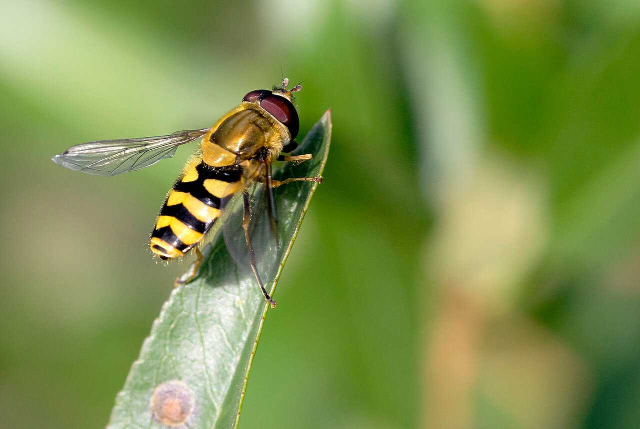Пчеловидка цепкая: особенности развития потомства в грязной среде
