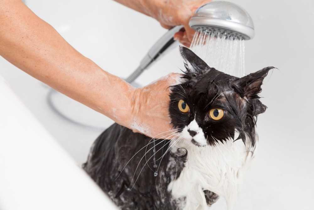 Как помыть кота или кошку в домашних условиях: что делать если животное боится воды и царапается, правильный выбор косметических средств