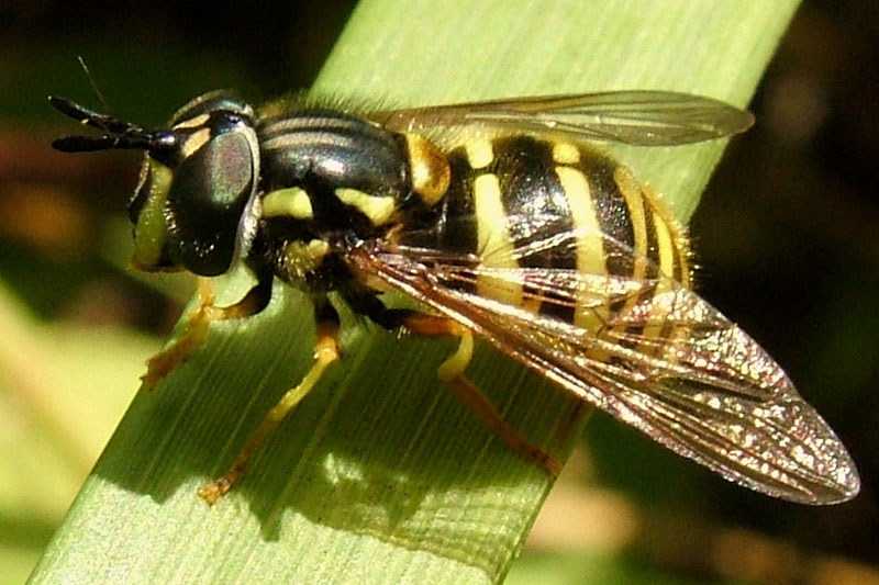 Пчеловидка цепкая: особенности развития потомства в грязной среде
