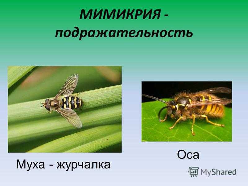 Журчалка – муха, похожая на пчелу. муха журчалка – полезное насекомое
