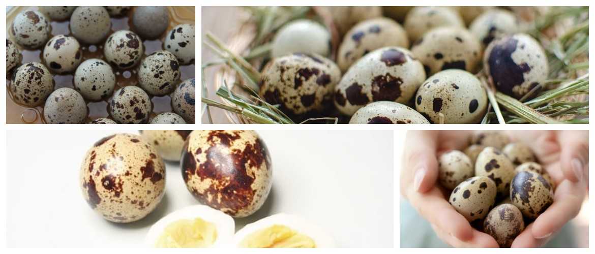 Сколько хранятся домашние яйца: при какой температуре, как правильно хранить сырые в скорлупе и без в холодильнике, можно ли увеличить срок хранения?