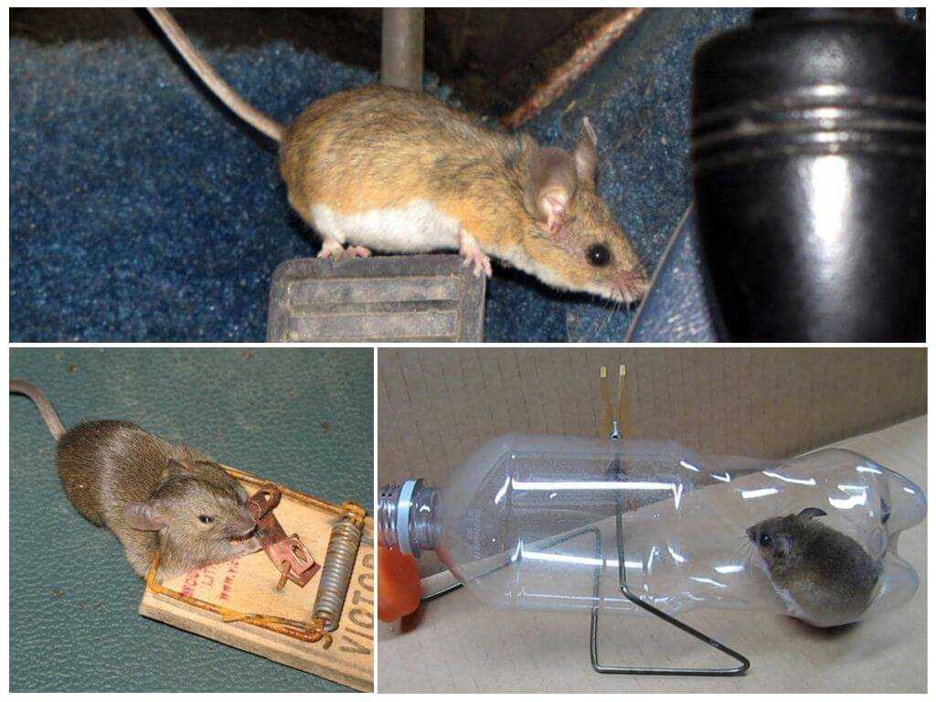 Как избавиться от крыс в доме: как поймать в квартире, отрава своими руками, борьба в домашних условиях