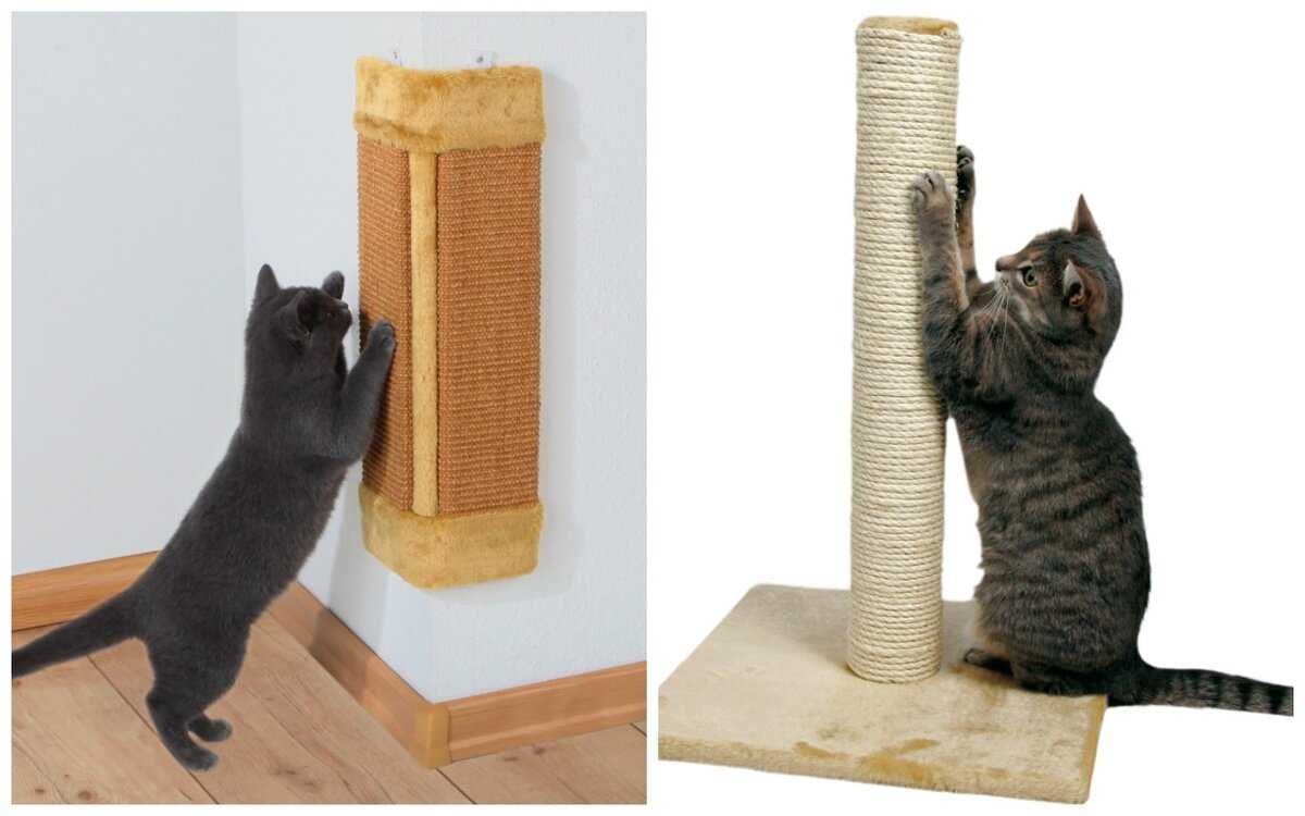 Как отучить кота драть обои  и портить стены?