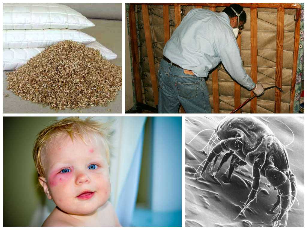Пылевые клещи: как избавиться в домашних условиях с помощью специальных и народных средств, как выглядят вредители и их укусы, проявления аллергии + отзывы