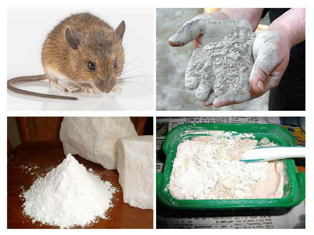 Как избавиться от крыс в частном доме и квартире