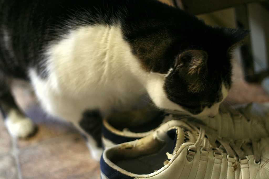 Как вывести запах кошачьей мочи из обуви