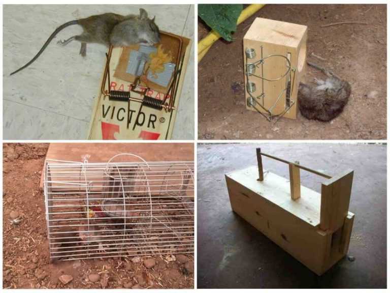Эффективный способ ловли крыс