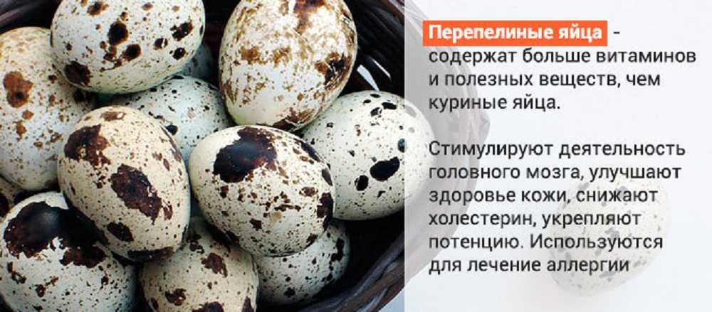 Как хранить перепелиные яйца, полезные советы, правила