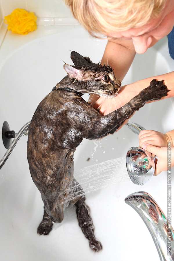 Как помыть кота | блог ветклиники "беланта"