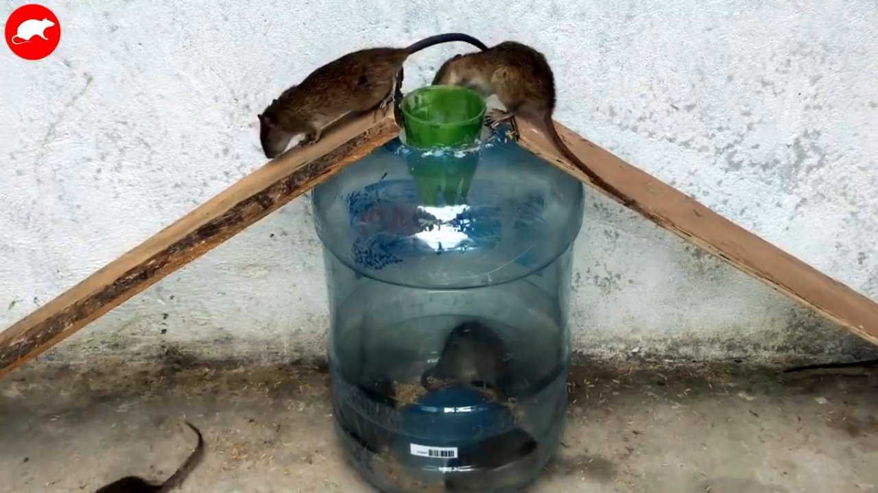 Как поймать крысу в домашних условиях самодельным способом (подходит также для сарая или погреба)