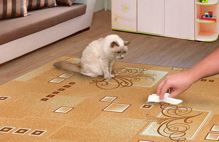 Запах кошачьей мочи: чем можно вывести его с ковра или пола в домашних условиях, как навсегда убрать запах