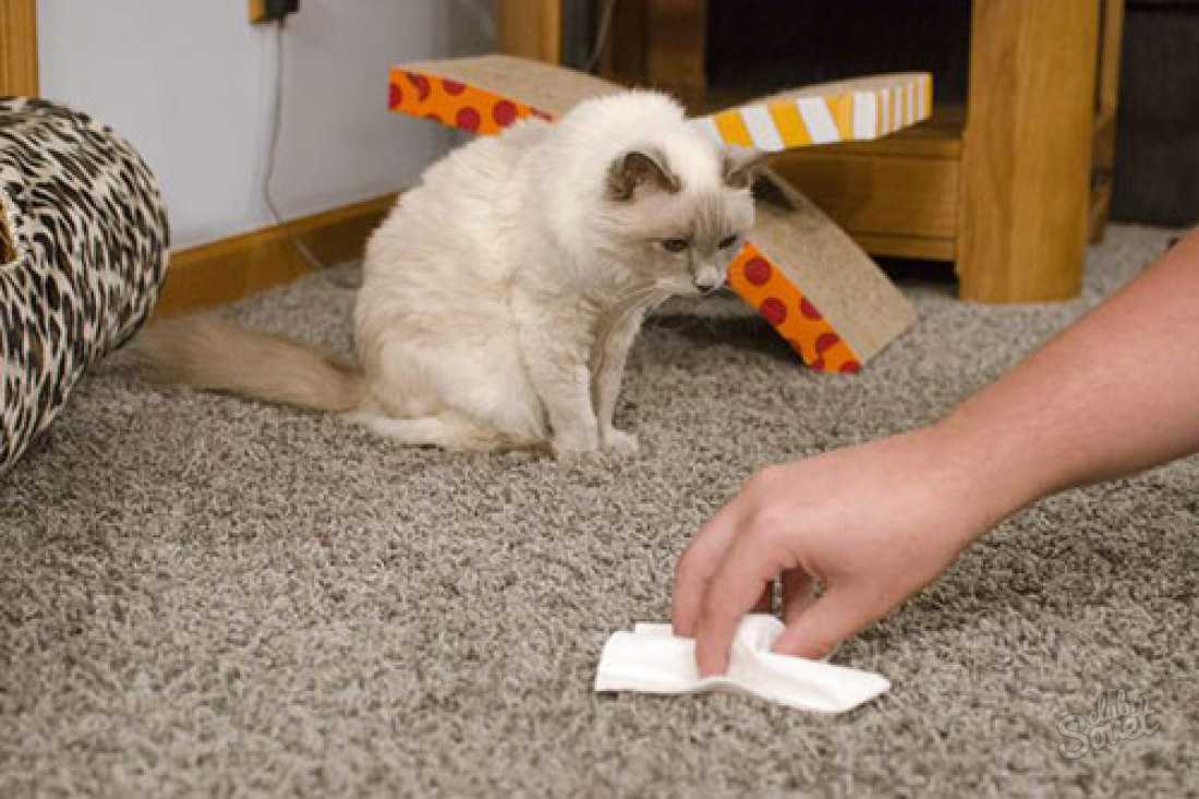 Убираем следы и запахи кошачьих луж и меток | блог ветклиники "беланта"