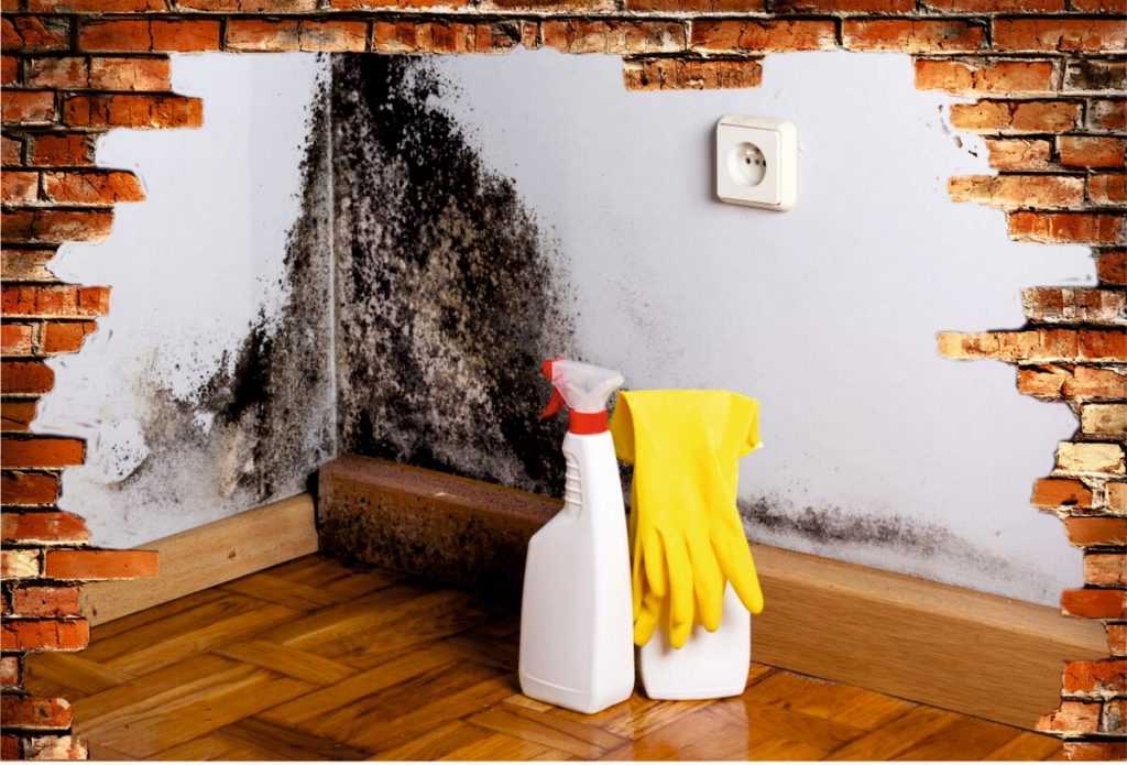 6 способов, которые помогут вам избавиться от грибка на стенах вашей квартиры: 50 фото и 1 видео