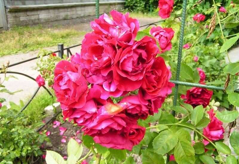 10 лучших роз кордеса: сорта, описание, фото