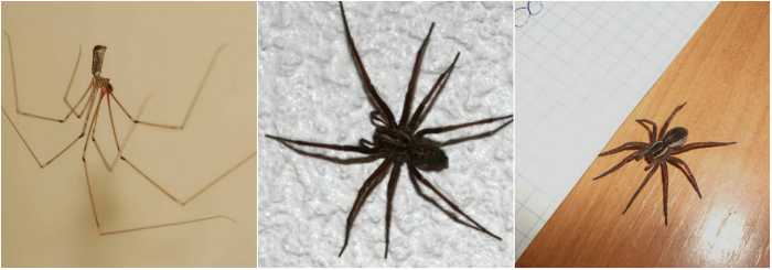 Почему в квартире появляются пауки: опасны ли домашние пауки для человека