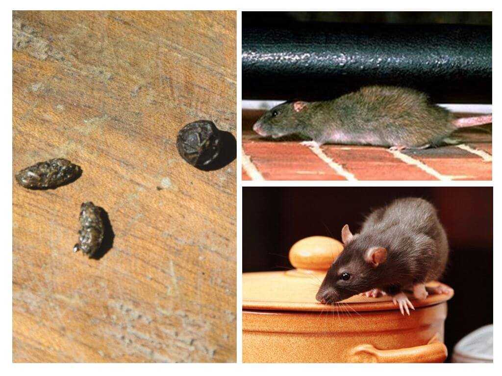 Как бороться с крысами в частном доме и в квартире (на первом этаже)? как убить крысу?