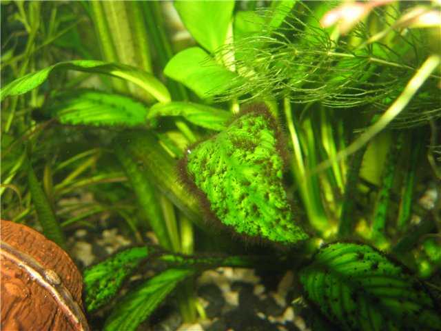 Белый, коричневый, черный и зеленый налет в аквариуме: что это, причины появления и профилактика от налетов в аквариуме