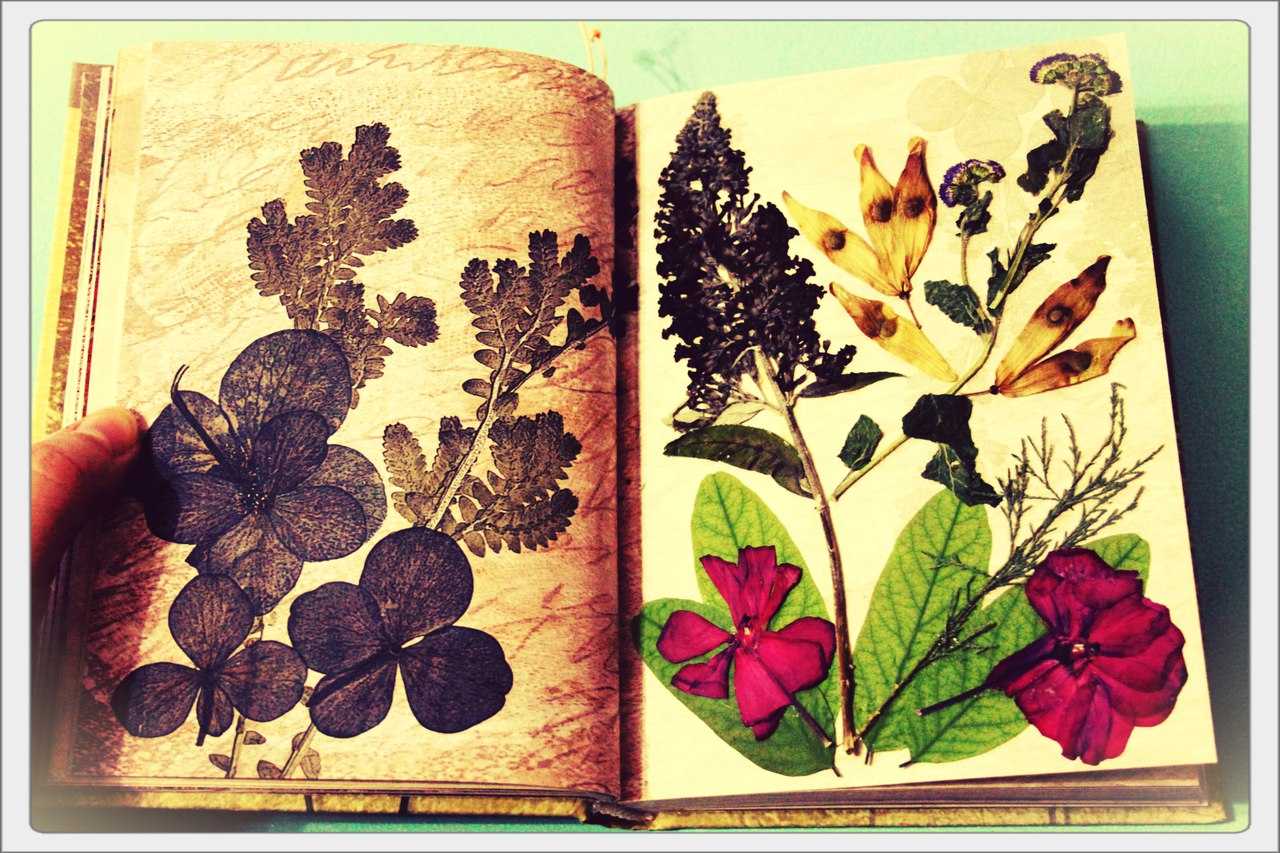 В книге 6 листов. Гербарий засушенные растения осень. Травник гербарий. Гербарий на а4.