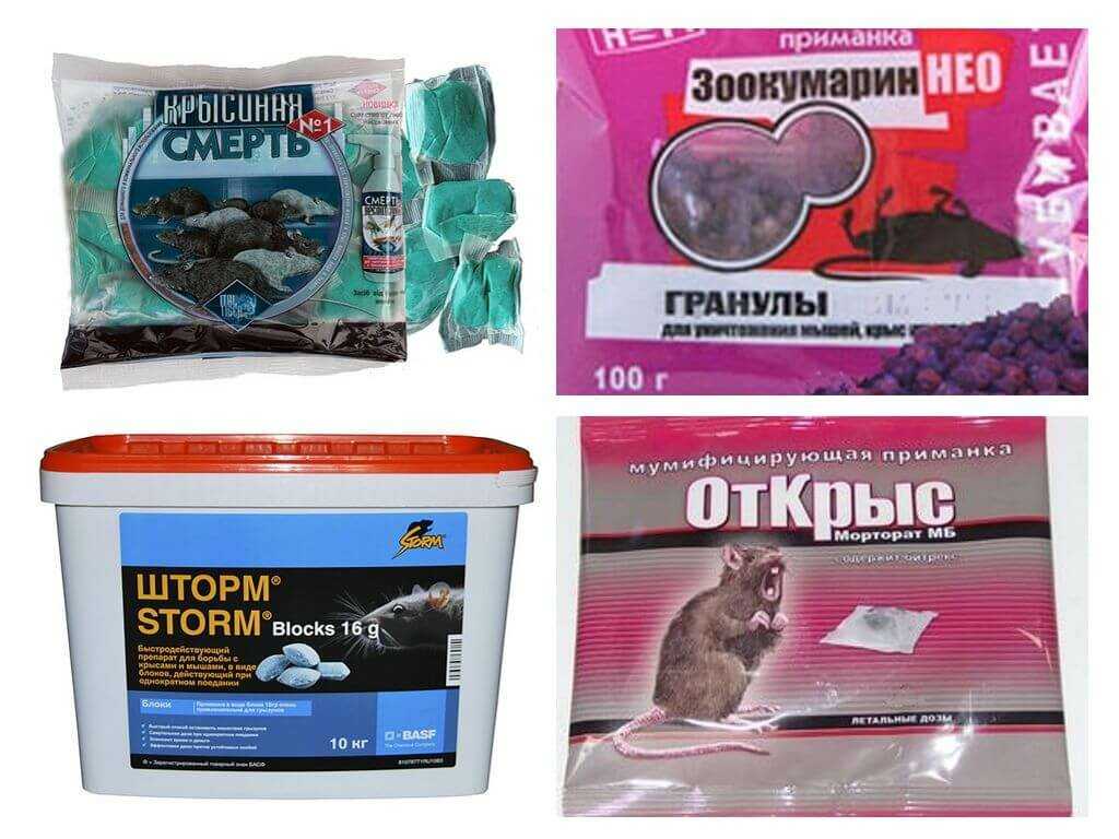 «ратобор»: как уничтожить крыс и мышей