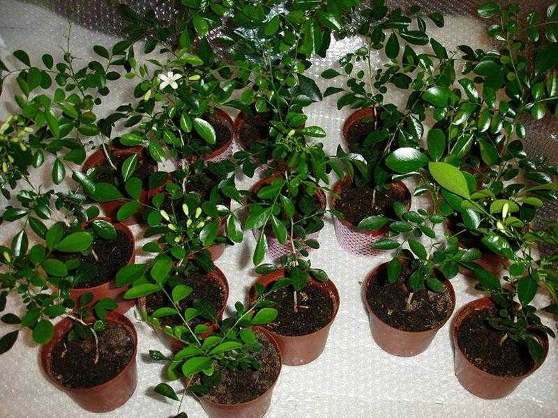 Мурайя - комнатное растение: полезные свойства и вред, лечебные свойства. фото