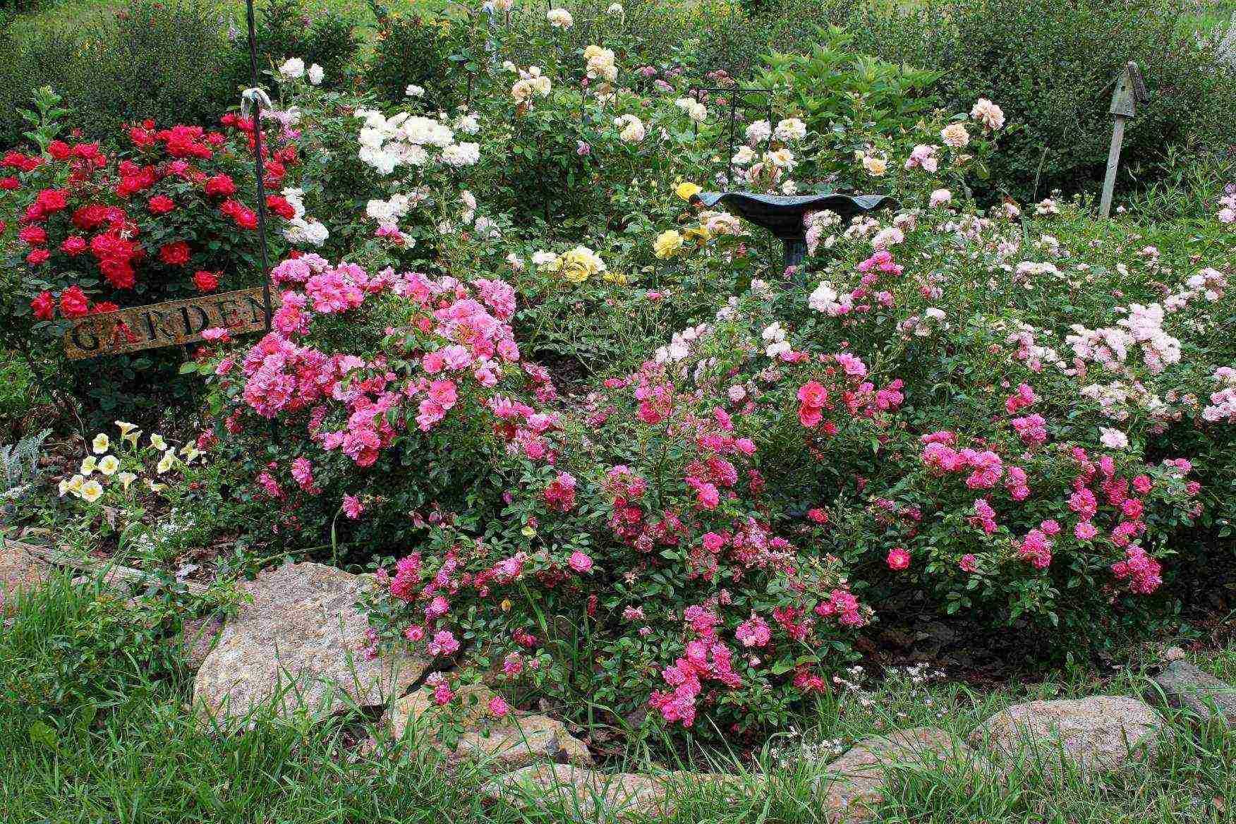Как вырастить розы в своем саду: посадка и уход – краткая энциклопедия для начинающих садоводов (170 фото)