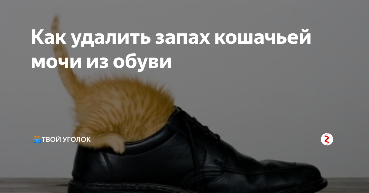 Чем вывести запах кошачьей мочи с обуви