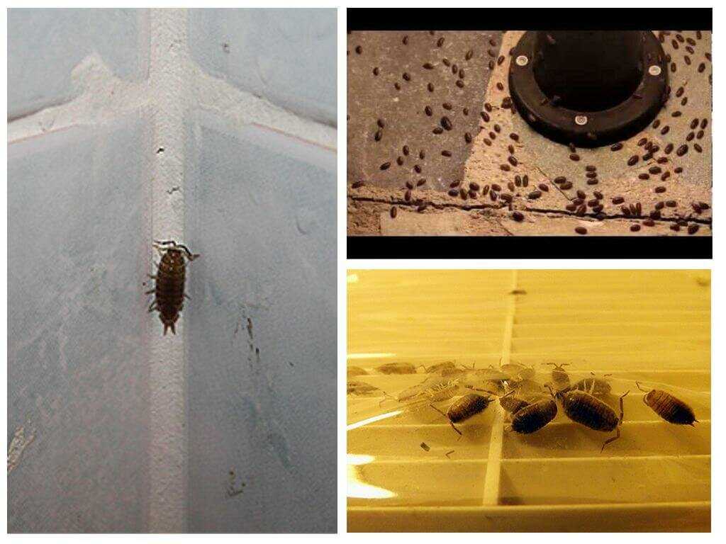 Насекомые в ванной. способы борьбы с насекомыми в ванной комнате