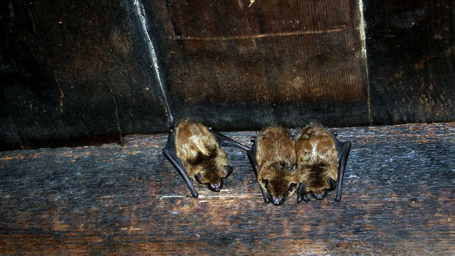 Как избавиться от летучих мышей под крышей дома народными средствами