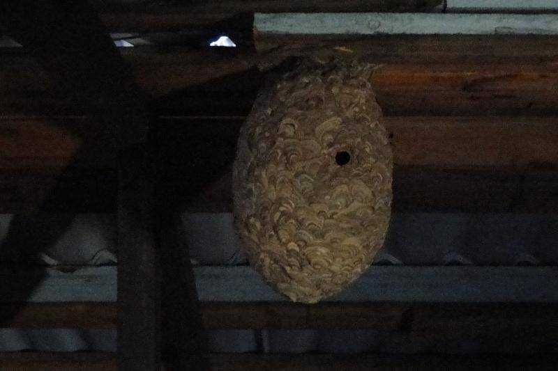 Осы свили гнезда на даче в недоступном месте, что делать