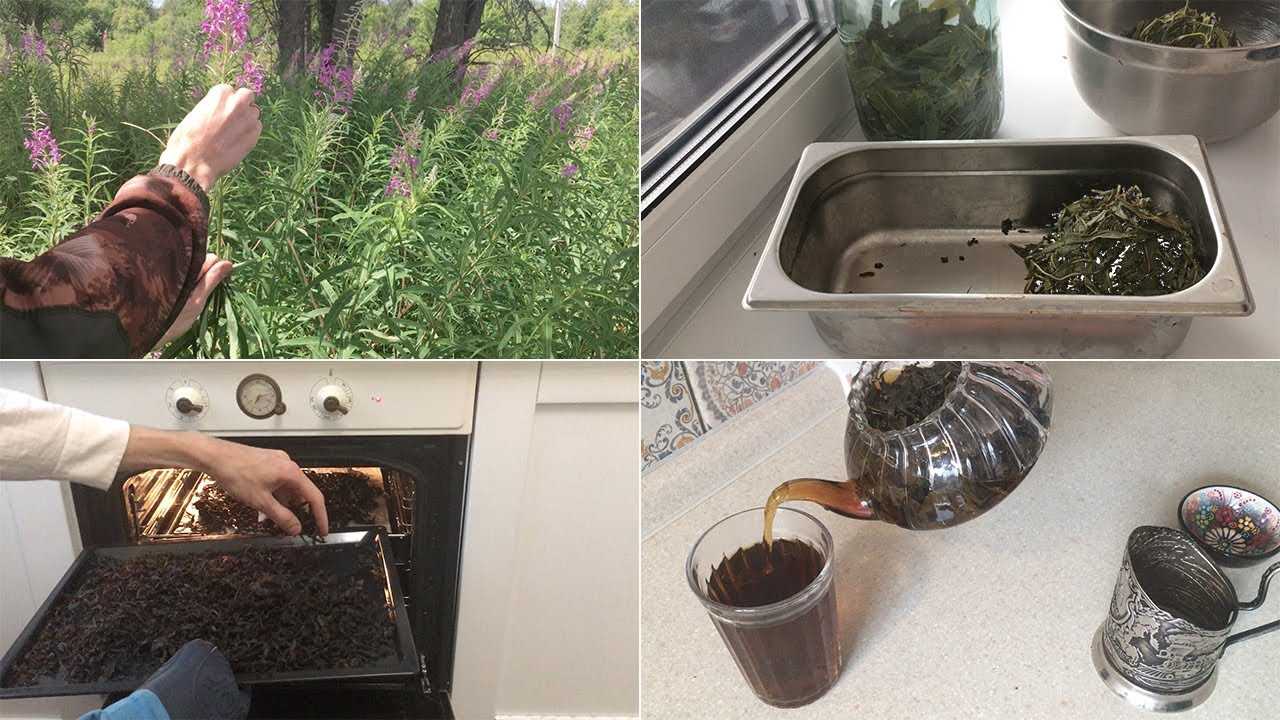 Иван-чай - ферментация в домашних условиях