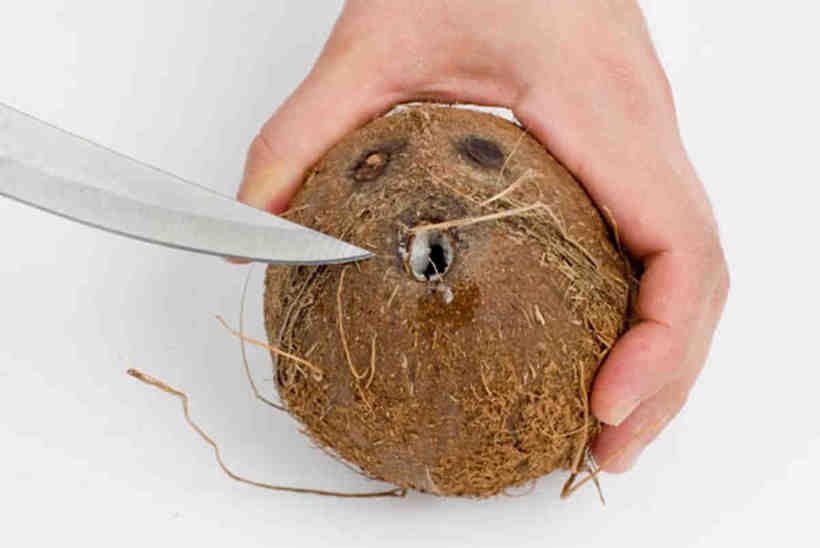 Как открыть кокос в домашних условиях, разделать и почистить его, как правильно хранить этот фрукт