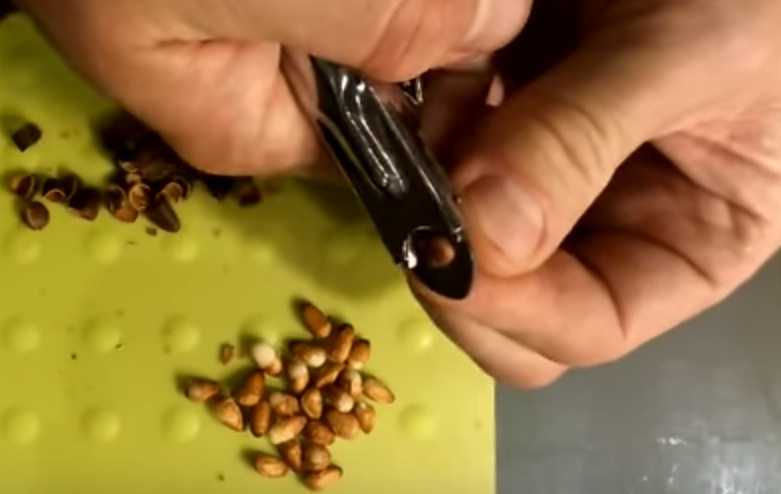 Как быстро чистить кедровые орехи в домашних условиях