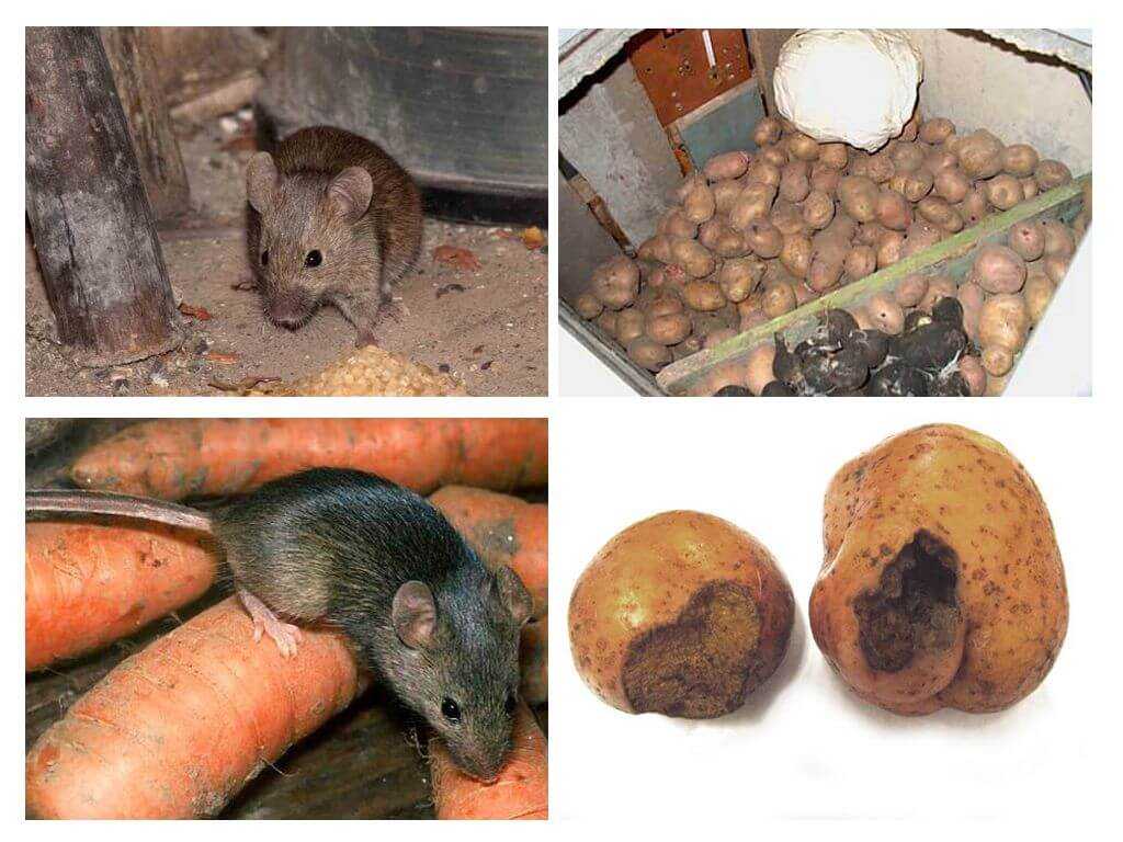 Как избавиться от крыс в доме