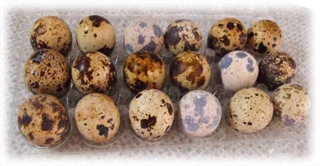 Как и сколько хранить перепелиные яйца свежие и вареные
