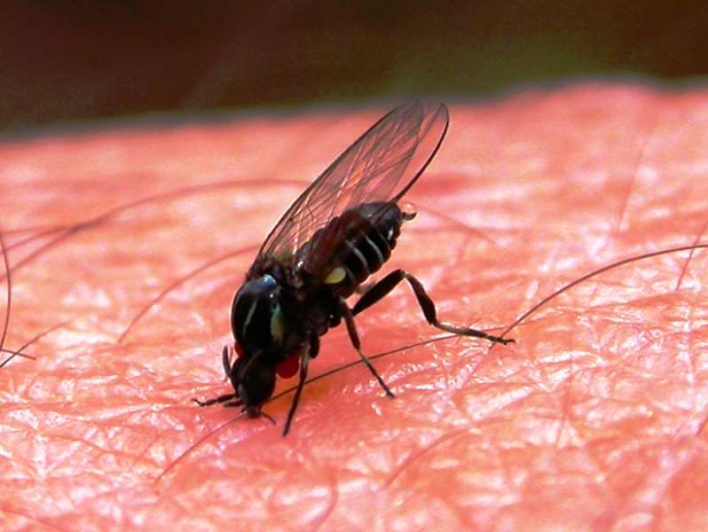 Земляная муха: борьба с вредителем