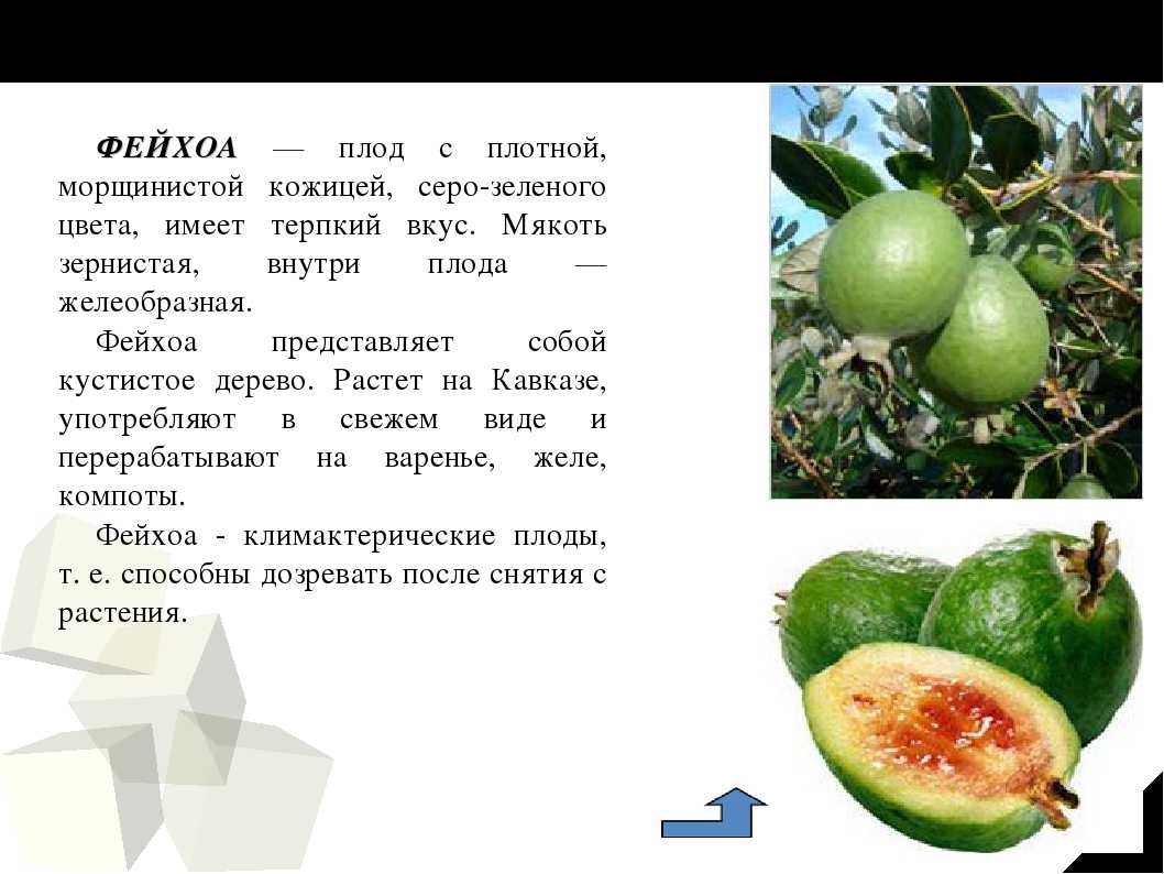 Фейхоа как есть, фото, как кушать фрукт правильно, с кожурой или нет употреблять, рецепты