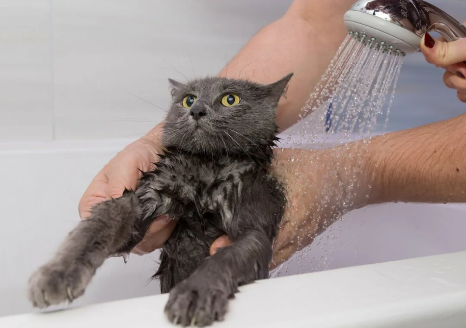 Как правильно мыть кошку и кота, как часто можно купать