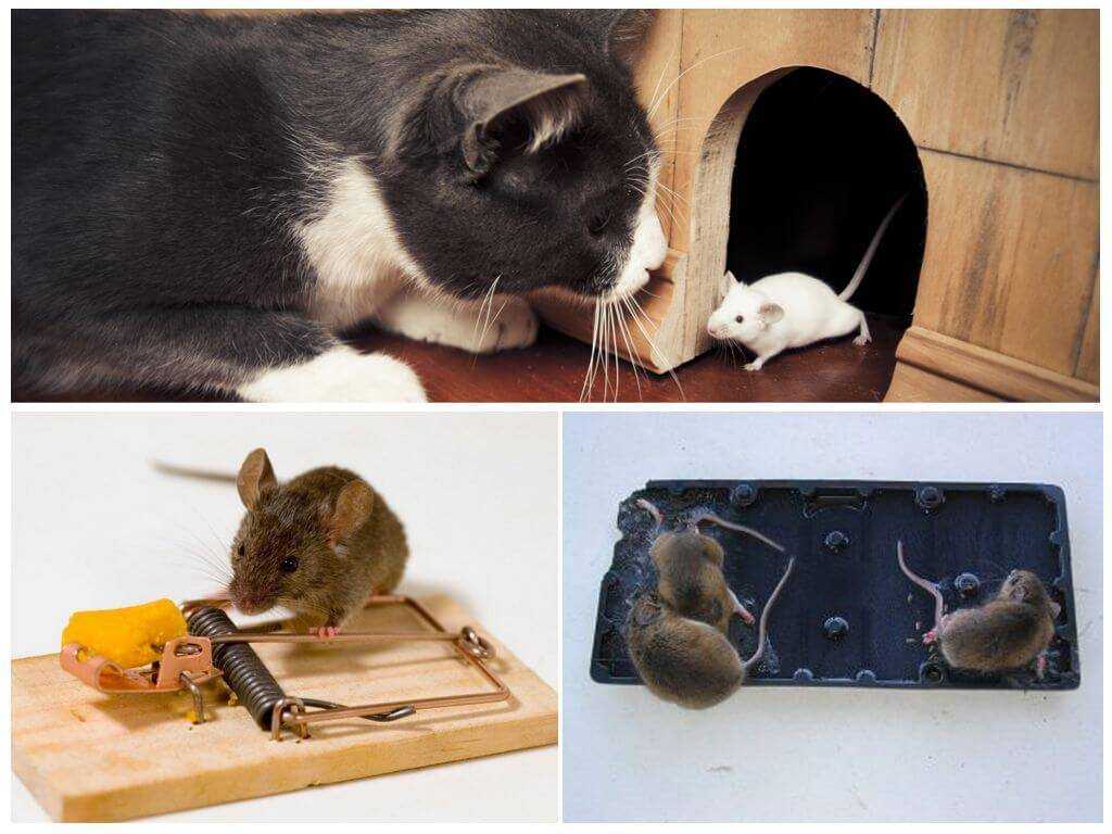 Как избавиться от крыс (народными средствами)