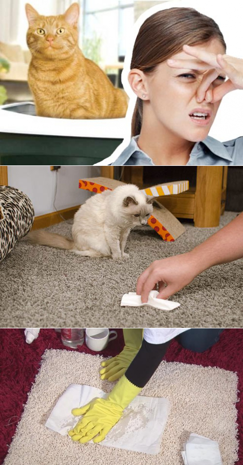 Как победить запах, если кошка нагадила на ковер