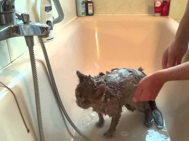 Как мыть кота и мыть ли вообще. почти гамлетовский вопрос