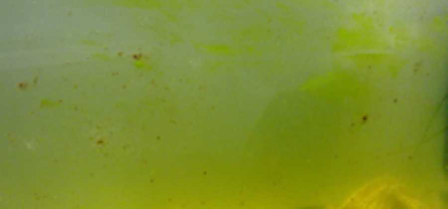 Черная борода водоросль в аквариуме: причины,лечение,профилактика,фото,видео | аквариумные рыбки