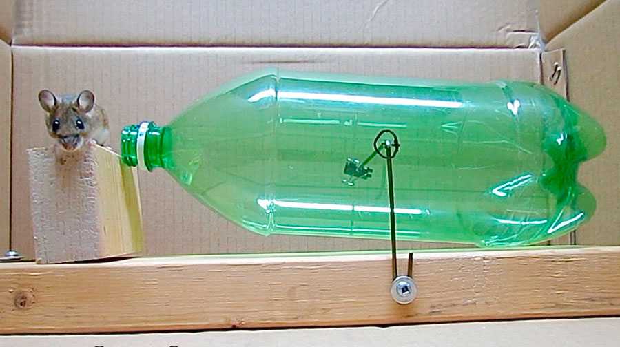 Ловушка для мышей из бутылки с маслом