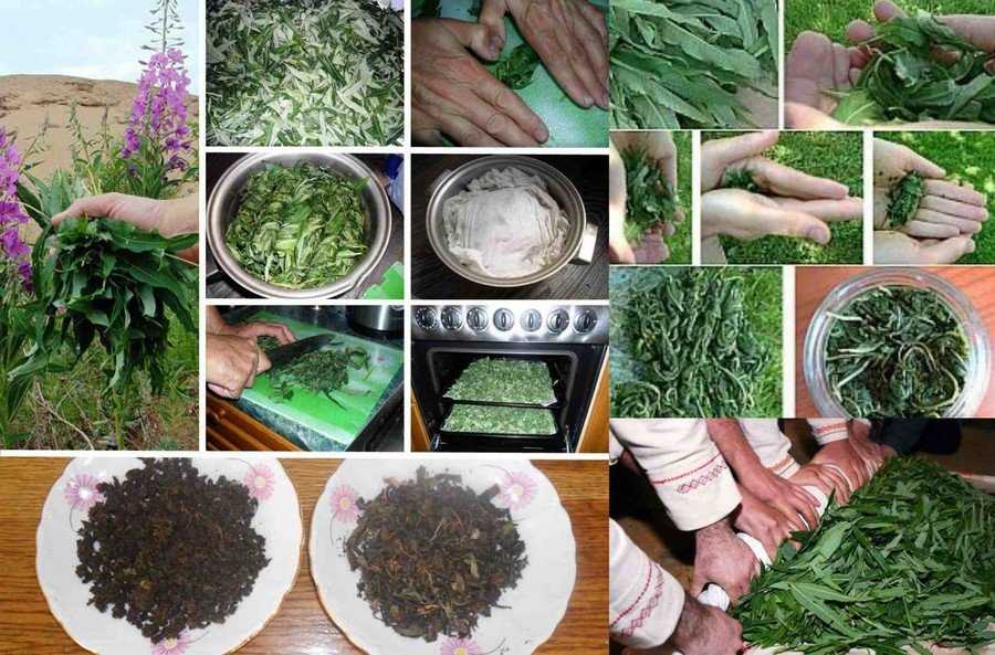 Иван-чай ферментированный: лечебные свойства и противопоказания как ферментировать в домашних условиях отзывы