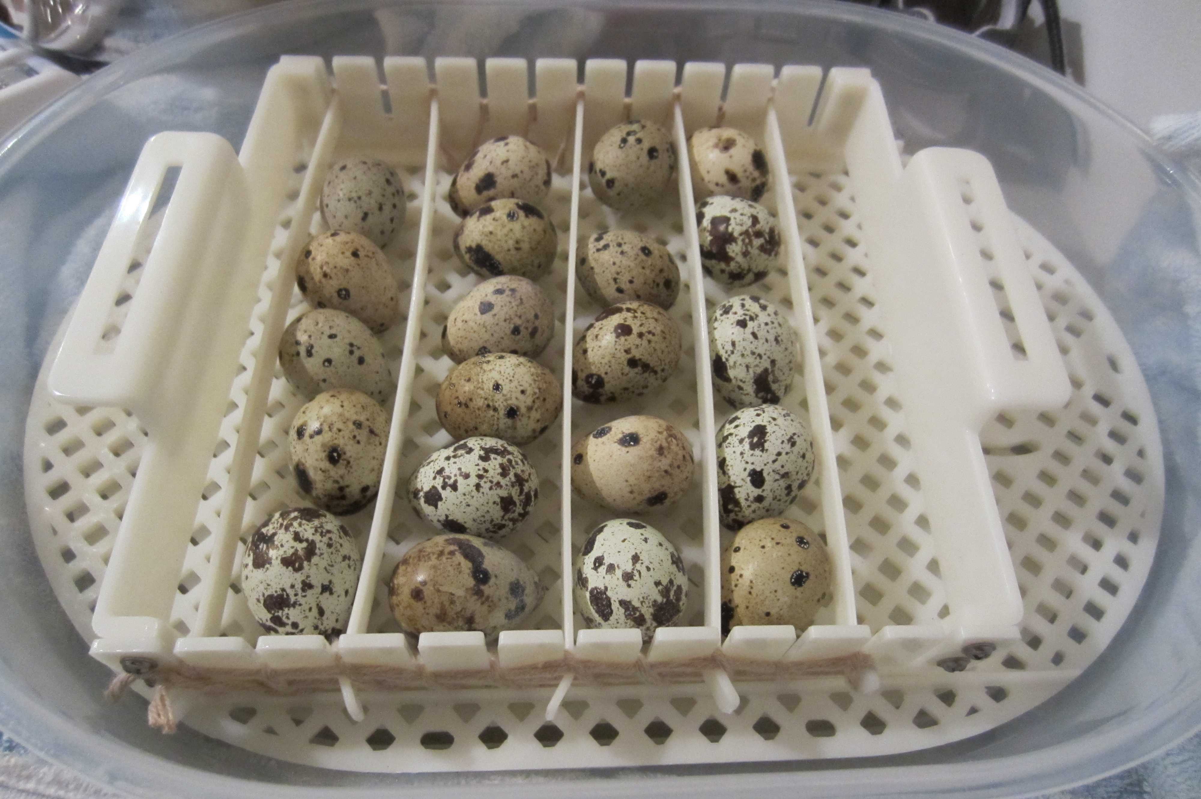Сколько хранятся яйца без холодильника: можно ли хранить при комнатной температуре, как долго, сроки годности приготовленного и сырого продукта, способы хранения