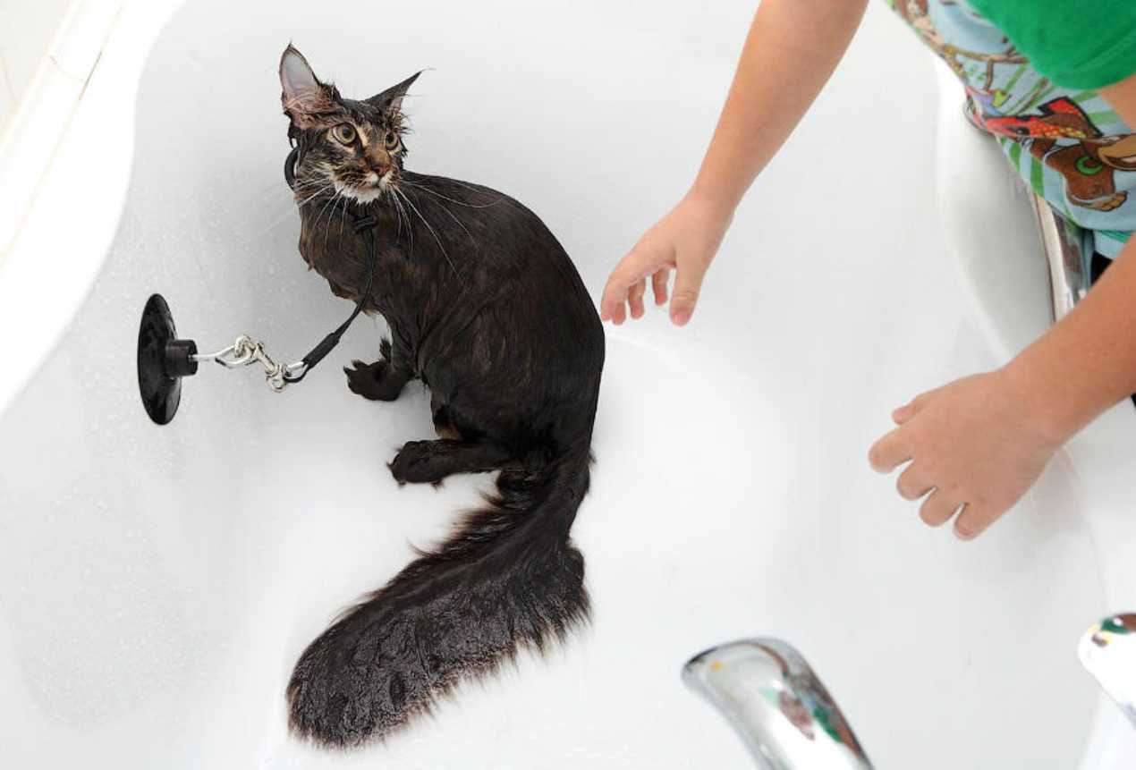 Как помыть кота | страж чистоты