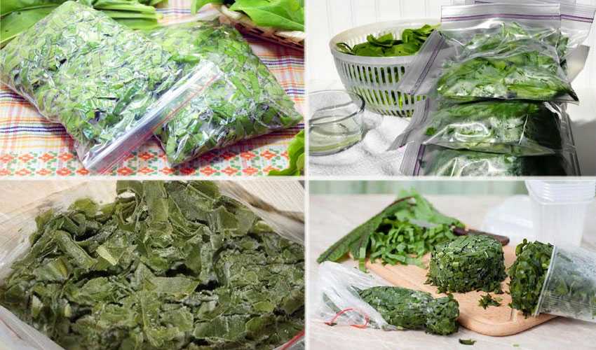 Заготовка зеленого листового салата на зиму: рецепты. как сохранить салат листовой и кресс-салат на зиму свежим? можно ли и как замораживать листья зеленого салата и кресс-салата на зиму? можно ли сушить салат листовой на зиму?